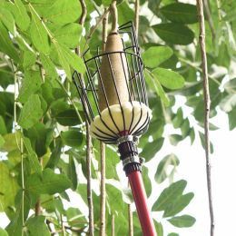 На що звернути увагу при зборі яблук?