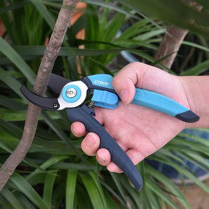 Shears in Hand Cutting a Branch Shears in Hand Cutting a Branch
